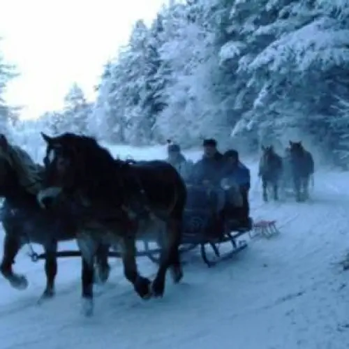 Zimą organizujemy kuligi.