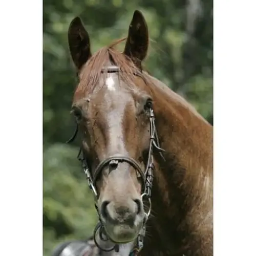 Stanica Jesion&oacute;w Lądek-Zdr&oacute;j Orłowiec 14