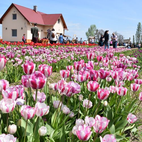 TulipGarden Tisza-tó II. Tulipánszüret és Piknik | Abádszalók