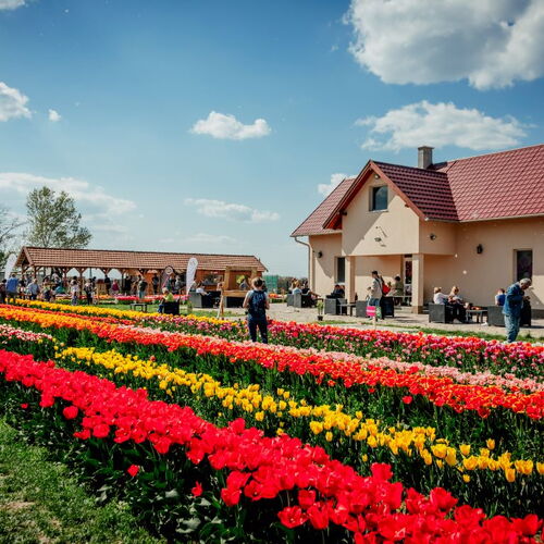 TulipGarden Tisza-tó -Tulipánszüret és Piknik 2024 | Abádszalók
