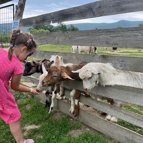 Bíróréti Állatsimogató | Esztergom