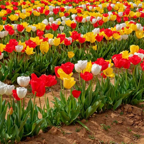 Tulipánszüret Igalban 2025 | Igal