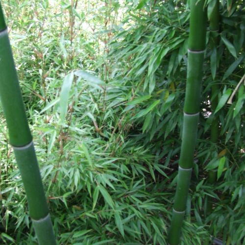 Gyulai Nagy Bambuszkert