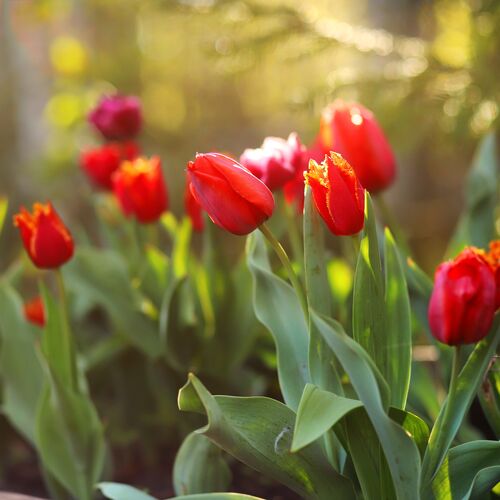TulipGarden Szentendre | Szentendre