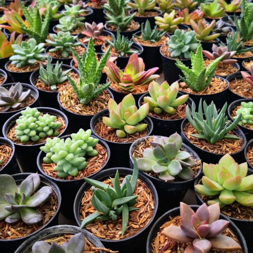 Regionális kaktusz és más pozsgás növények kiállítása és vására | Bogács