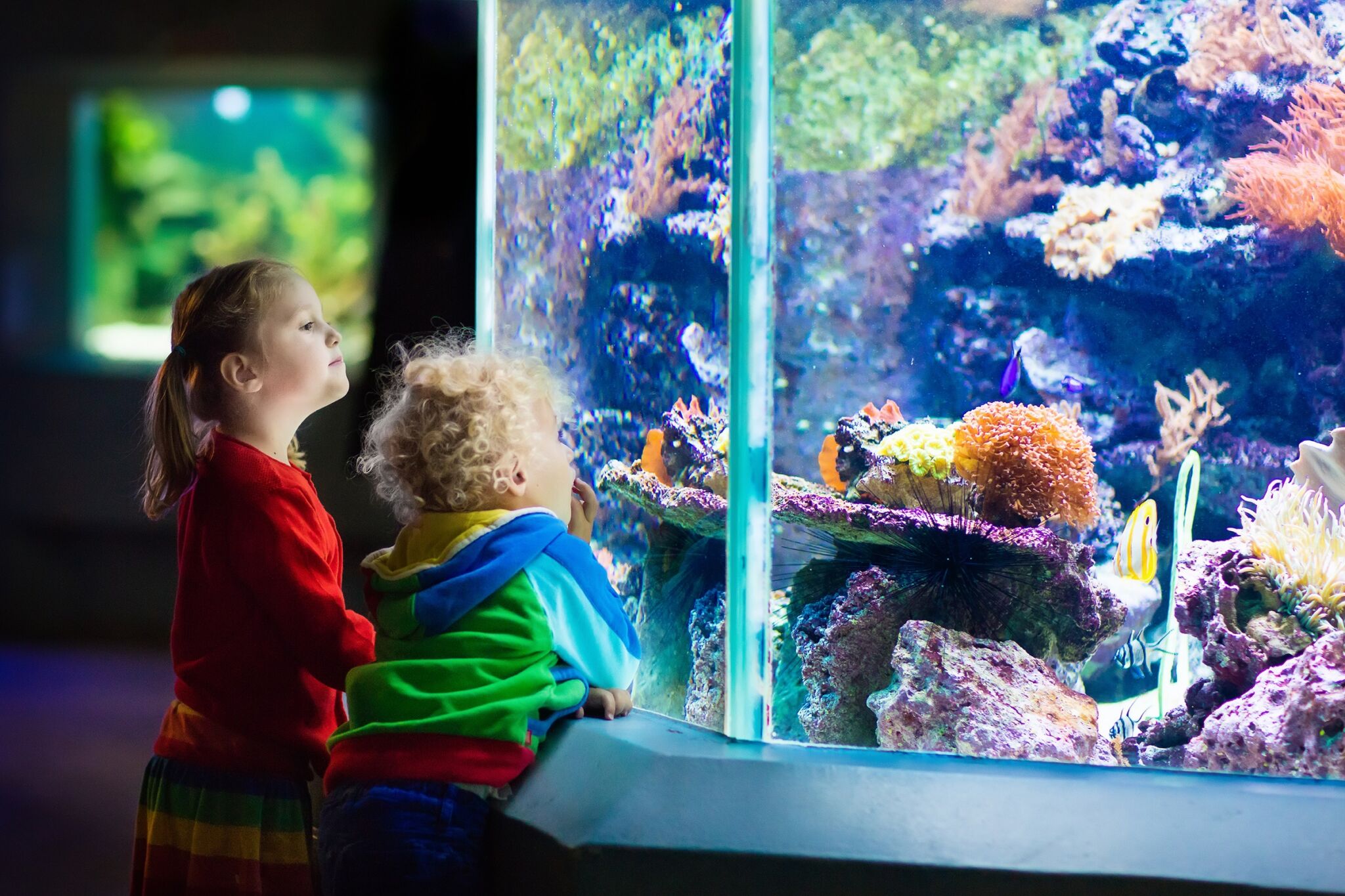 Наблюдать за рыбками. Аквариум для детей. Дети в океанариуме. Дети наблюдают за рыбками. Океанариум для малышей.