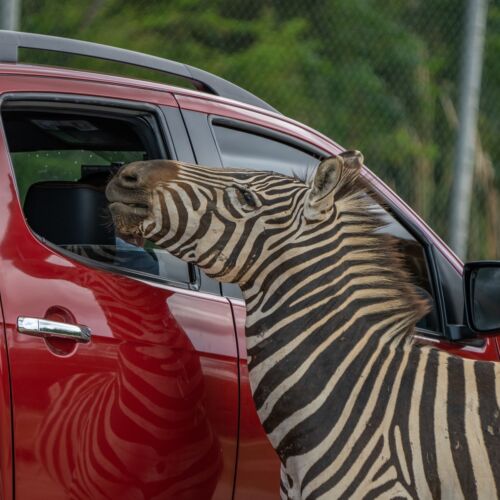 Autós Szafari Park