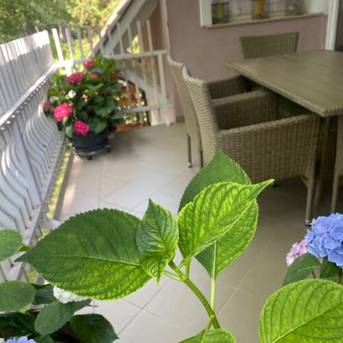 Komfort 1-Zimmer-Apartment für 4 Personen Obergeschoss