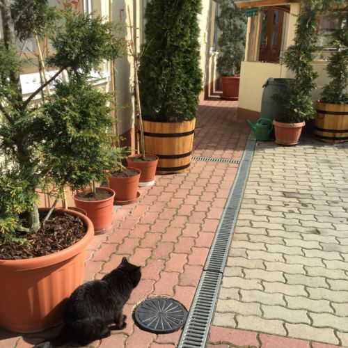 Premium Erdgeschosses 1-Zimmer-Apartment für 3 Personen