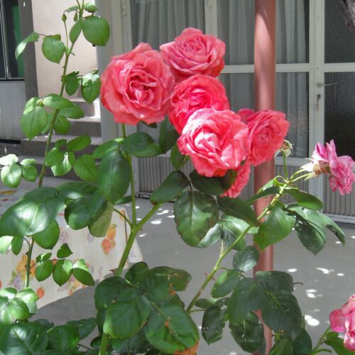 Pokój 3-osobowy z klimatyzacją S-2662-f