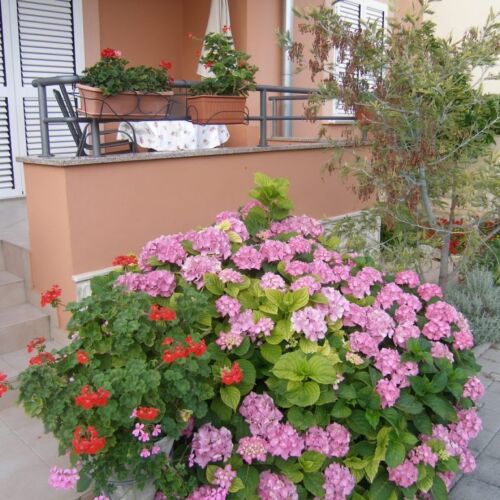 Apartament 4-osobowy z klimatyzacją z balkonem z 1 pomieszczeniem sypialnianym A-14970-a