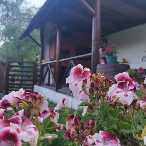 Domek całoroczny 7-osobowy 