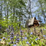 Hütte mit Aussicht auf den Wald und Aussicht auf die Berge