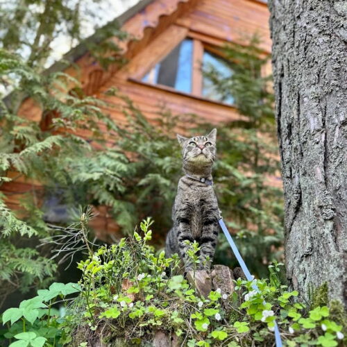 Apartament 6-osobowy 