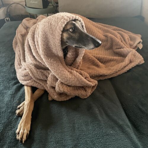 Whole House Premier Holiday Home for 6 Persons