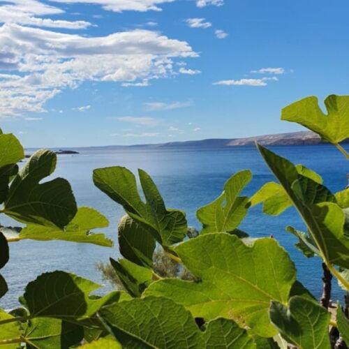 Apartament 5-osobowy z klimatyzacją na parterze z 3 pomieszczeniami sypialnianymi (możliwa dostawka)