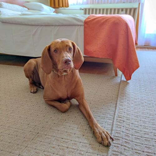 Apartament la parter se acceptă animale de companie cu 1 camera pentru 2 pers. (se poate solicita pat suplimentar)