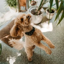 Cazări pet-friendly