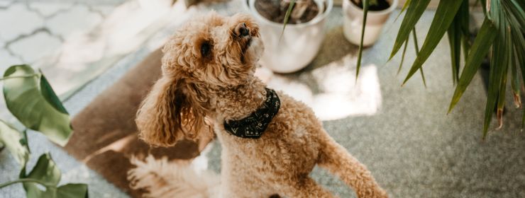 Cazări pet-friendly